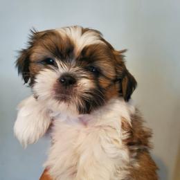 Love - Gold and white female Shih Tzu puppy in Azusa, California from RJ Shih Tzu lover