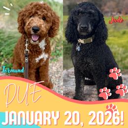 Poodle puppies from Central Coast Poodle Paws