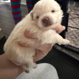 Sally - White female Pomeranian puppy in Cheektowaga, New York from Luxe Legacy Pomeranians