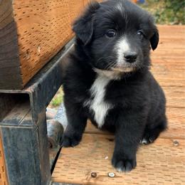 Maggie - Black & white female Miniature Australian Shepherd puppy in Lebanon, Oregon from Two Pines Mini Aussies
