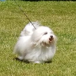 Scotty - Coton de Tulear