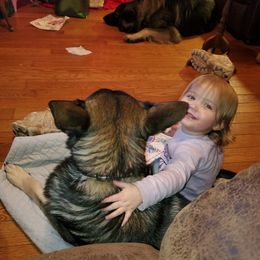 Shiloh Shepherd Puppies from Strauss Haus Shepherds