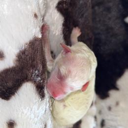 Girl 1 - Cream female Aussiedoodle puppy in Mtn Rest, South Carolina from Stocktons Doxies & Poodles