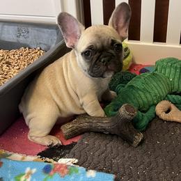 French Bulldog Puppies from White Hippo Frenchies