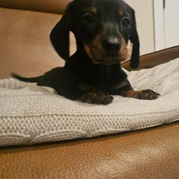 Ebony - Black and tan female Dachshund puppy in Phoenix, Arizona from Arizona Desert Gold Dachshunds
