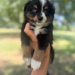 Sissy - Black tri female Toy Australian Shepherd puppy in Greensboro, North Carolina from Rambling L Toy& Mini Aussies