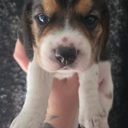 Ivysaur - Black fawn and white female Beagle puppy in Brockway, Pennsylvania from Sugar Hill Hounds