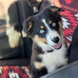 Pink - Black tri female Miniature Australian Shepherd puppy in Arizona from Country Charm Mini Aussies