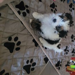 Biewer Terrier Puppies from Hearts n Paws