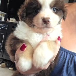 Red Tri Boy 1 - Red tri-color male Miniature American Shepherd puppy in Vivian, Louisiana from Jem Miniature American Shepherds