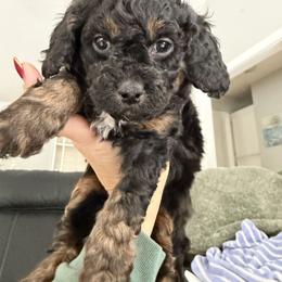 Cavapoo Puppies from House of Cavapoos