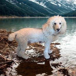 Roxie - Poodle