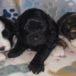 Shihpoos and Shih Tzus from Robert Elkin