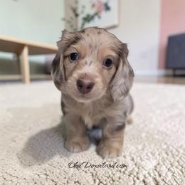 Birdie - Chocolate and cream female Dachshund puppy in Oklahoma City, Oklahoma from OkieDoxieland Dachshunds