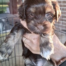 Hank - Chocolate male Havanese puppy in Mustang, Oklahoma from Rose Hill Havanese