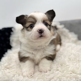 Pumpkin-Pink collar female - Sable female Pembroke Welsh Corgi puppy in Benjamin, Utah from Nuna’s  Corgis