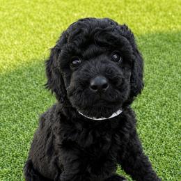 Juno - female Goldendoodle puppy in Pahrump, Nevada from Cold Creek Doodles