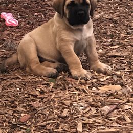Mastiff Puppies from Majestic Mastiffs of Florida