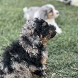 Bernedoodle Puppies from Salty Point Doodles