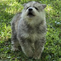 Twin - Agouti and white male Siberian Husky puppy in Kansas City, Missouri from Anuun's Huskies