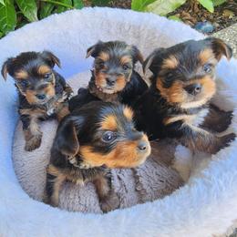 Yorkshire Terrier puppies from JUAREZ FAMILY YORKIES
