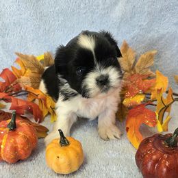 Black spotted boy - Black and white male Shih Tzu puppy in Vinita, Oklahoma from Locust Creek Shih Tzu & Havanese