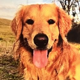 Golden Retrievers from Sweetbay Goldens