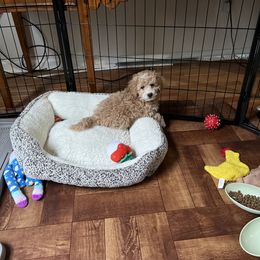 Goldendoodle Puppies from Doodle Vibes of Delaware