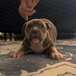 Blue Tri 1 - Blue tri-color male American Bully puppy in Union County, North Carolina from XLRG BULLIES