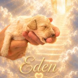 Eden - Apricot female Poodle puppy in Washington, Pennsylvania from Patriotic Poodles