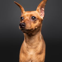 Miniature Pinschers from Peacock Miniature Pinschers