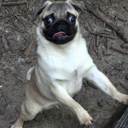 Boyd - Fawn male Pug puppy in Vale, North Carolina from Von Katzenstein Kennel