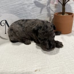 Poodle Puppies from Moore Poodles