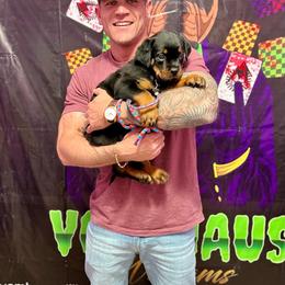 "D litter pup with new family" Rottweiler Puppies from VHWilliamsRottweilers