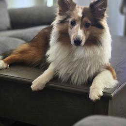 Oaklee - Shetland Sheepdog