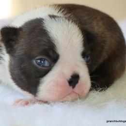 Maple - Black brindle and white female Boston Terrier puppy in Winnsboro, Texas from JP Ranch Bulldogs