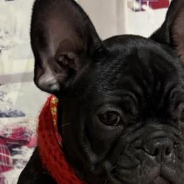 French Bulldogs from Lisa Lopez