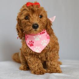 Ruby - Red  female Goldendoodle puppy in Apopka, Florida from Rae Precious Puppies