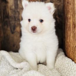 Prince Eric - White male Pomsky puppy in Grass Valley, California from Karalot Pomskies