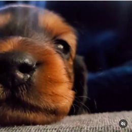 Dachshund Puppies from Royal purple doxies