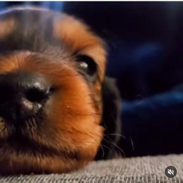 Dachshund Puppies from Royal purple doxies