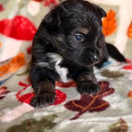 Black Tri male - Black male Miniature Australian Shepherd puppy in Buchanan, Georgia from Stanleyville Farm Mini Aussies