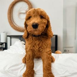 Orion - Apricot male Goldendoodle puppy in Macclenny, Florida from Baker County Goldendoodles