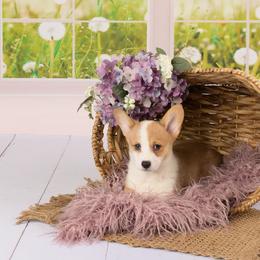 American Corgi and Pembroke Welsh Corgi Puppies from The Adirondack Corgi