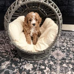 Blaze - Red  male Poodle puppy in Queen Creek, Arizona from Poised Poodles