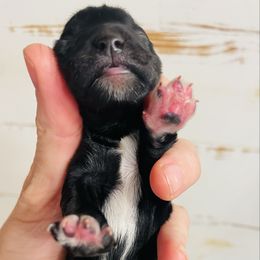 Black 2 - Black male Miniature Schnauzer puppy in Malvern, Arkansas from Deep South Miniature Schnauzers