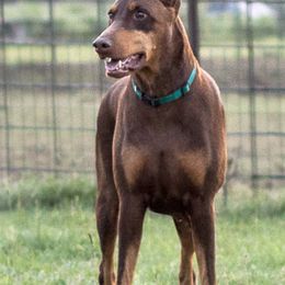 Doberman Pinschers from Daystar Dobermans