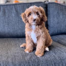 Goldendoodle Puppies from Doodle Bears of Southern Utah
