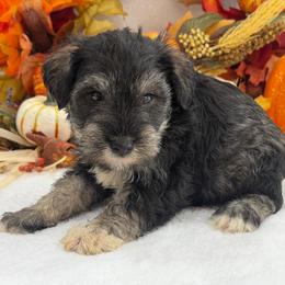 Gypsy Male 2 - Salt and pepper male Miniature Schnauzer puppy in Pageland, South Carolina from New Haven Farms