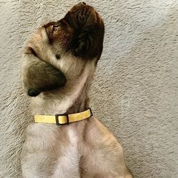 Mastiff Puppies from Eagle Pond Mastiffs